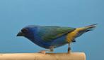 Drie kleur papegaai, Dieren en Toebehoren, Vogels | Overige Vogels, Mannelijk