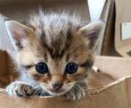 4 Schattige Kittens, Geboren op Koningsdag, Dieren en Toebehoren, Katten en Kittens | Overige Katten, Meerdere dieren, Kortharig