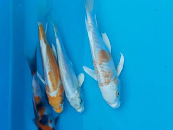 Koi karpers butterfly.  beschikbaar voor biedingen