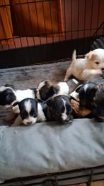 Hele lieve sociale boomer pups, Dieren en Toebehoren, Rabiës (hondsdolheid), Overige rassen, 8 tot 15 weken, Meerdere