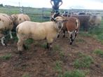 Dekrammen kruising bont met Hampshire down, Dieren en Toebehoren, Schapen, Geiten en Varkens, Mannelijk, Schaap