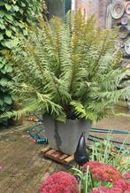 Enorme varen, dryopteris filix-mas, 120 cm MET pot., 100 tot 250 cm, Zomer, Palmboom, Ophalen