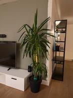 Grote Yucca plant van 2 meter hoog - inclusief pot!, Ophalen, 200 cm of meer, Halfschaduw, In pot