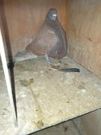 1 doffer verbasterde gaditano EIGENKWEEK, Dieren en Toebehoren, Vogels | Duiven, Mannelijk, Kropper