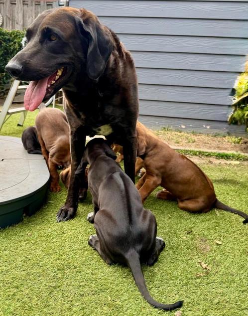 Kruising Rhodesian Ridgeback pups / lees aandachtig door!!, Dieren en Toebehoren, Honden | Beagles, Bassets en Lopende honden
