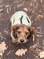 Super mooie Honden winter jas, Dieren en Toebehoren, Hondenkleding, Ophalen of Verzenden, Zo goed als nieuw, Hondenjas