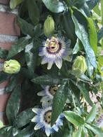 Prachtige Passiebloem Stekken, zeer goed geworteld., Tuin en Terras, Planten | Tuinplanten, Volle zon, Vaste plant, Ophalen of Verzenden