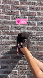 Pomeranian pups met FCI stamboom in NL geboren, Dieren en Toebehoren, Keeshond, 8 tot 15 weken, Teef, Meerdere