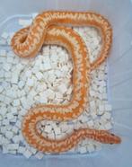 1.0 Lichanura trivirgata limburg albino rosy boa, Dieren en Toebehoren, Slang, 0 tot 2 jaar