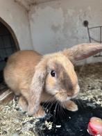 Konijntjes, Dieren en Toebehoren, Konijnen, Mannelijk, Klein, Hangoor, 0 tot 2 jaar