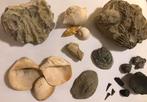 Diverse fossielen, haaientandjes, diverse schelpen, enz., Ophalen of Verzenden, Fossiel