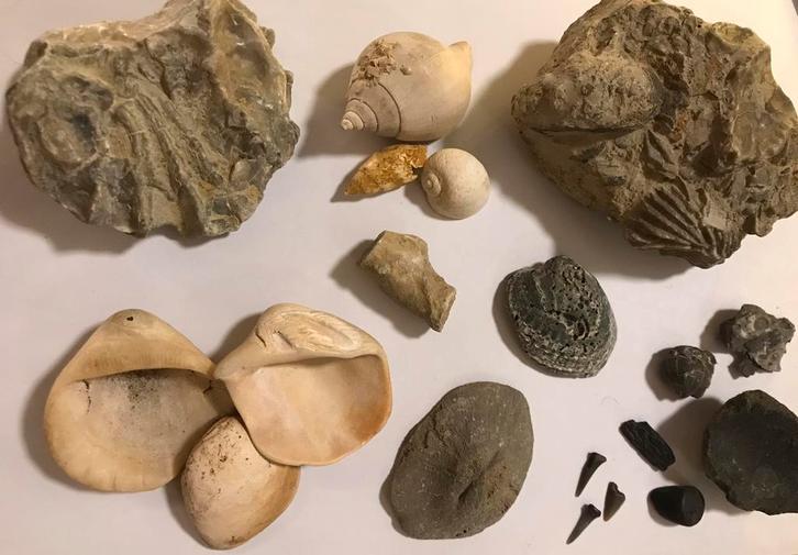 Diverse fossielen, haaientandjes, diverse schelpen, enz., Verzamelen, Mineralen en Fossielen, Fossiel, Ophalen of Verzenden