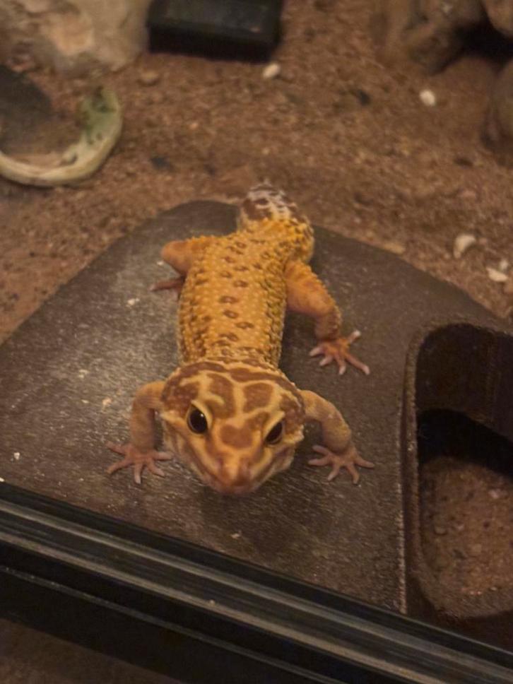 Luipaardgekko Vrouw + compleet terrarium, Dieren en Toebehoren, Reptielen en Amfibieën, Hagedis, 0 tot 2 jaar