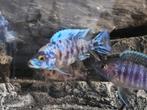 Sciaenochromis fryeri, foto,s 3febr