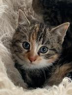 Prachtige, lieve kittens te koop!