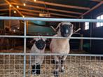 Prachtige stamboekooi met ooilammetje, Dieren en Toebehoren, Schapen, Geiten en Varkens, Vrouwelijk, Schaap