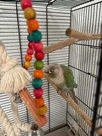 Pyrrhura Molinea, Meerdere dieren, Parkiet