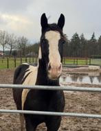 Painthorse 3 jaar, ruin, Dieren en Toebehoren, Minder dan 160 cm, Gechipt, Ruin, 3 tot 6 jaar