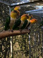 Groenbroek caiques 1-1 2025, Meerdere dieren, Papegaai, Geringd