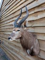 Nyala - Afrika taxidermie opgezette taxidermy, Verzamelen, Dierenverzamelingen, Ophalen, Zo goed als nieuw, Wild dier, Opgezet dier