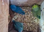 5 jonge Forpussen, Dieren en Toebehoren, Vogels | Parkieten en Papegaaien, Meerdere dieren, Parkiet, Geringd
