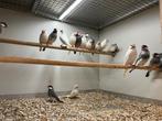 Rijstvogel Bont & Wit, Meerdere dieren, Tropenvogel, Geringd