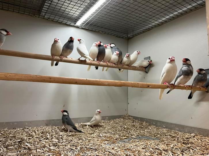 Rijstvogel Bont & Wit, Dieren en Toebehoren, Vogels | Overige Vogels, Tropenvogel, Meerdere dieren, Geringd