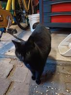 Lieve Poes zoekt nieuw huis, Dieren en Toebehoren, Katten en Kittens | Overige Katten, Poes, Kortharig, 3 tot 5 jaar