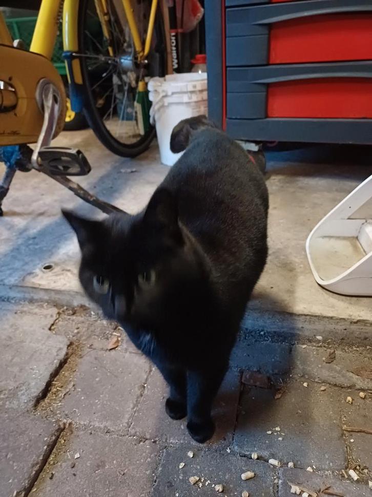 Lieve Poes zoekt nieuw huis, Dieren en Toebehoren, Katten en Kittens | Overige Katten, Kortharig, Poes, 3 tot 5 jaar