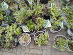 Vlinderstruik (buddleja), Tuin en Terras, Ophalen, Zomer, Overige soorten, Volle zon