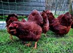 Te koop 6 wyandotte kriel hennen ook per 3, Dieren en Toebehoren, Pluimvee, Vrouwelijk, Kip