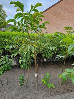 Walnotenbomen, Tuin en Terras, Planten | Bomen, Ophalen, Volle zon, Overige soorten, 100 tot 250 cm