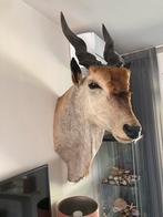 Opgezette elandantilope, Ophalen of Verzenden, Zo goed als nieuw, Gewei of Kop