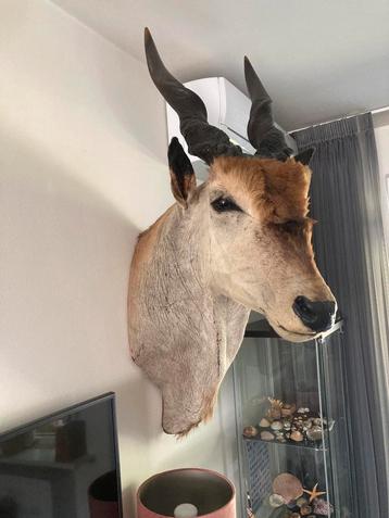 Opgezette elandantilope  beschikbaar voor biedingen