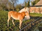 Zeer lief en groot hengstveulen met papier, Dieren en Toebehoren, Paarden, Hengst, Recreatiepaard, 0 tot 2 jaar