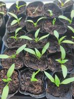 punt paprika , moestuin plant, Ophalen, Volle zon, Groenteplanten, Eenjarig