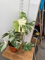 Monstera Variegata Vers Van De Kwekerij, Overige soorten, In pot, Minder dan 100 cm, Groene kamerplant