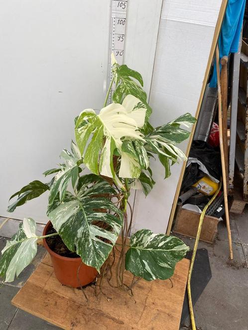 Monstera Variegata Vers Van De Kwekerij, Huis en Inrichting, Kamerplanten, Overige soorten, Minder dan 100 cm, Groene kamerplant