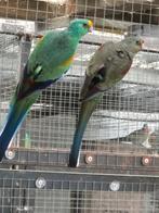 veelkleurenparkiet koppel, Meerdere dieren, Parkiet, Geringd