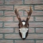 Grote 8 ender reebok gewei schedel, Ophalen of Verzenden, Zo goed als nieuw, Hert, Schedel