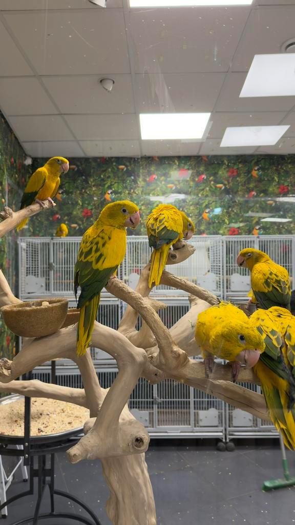 Tam zeldzaam goudparkieten, Dieren en Toebehoren, Vogels | Parkieten en Papegaaien, Papegaai, Meerdere dieren, Pratend, Tam, Geringd