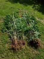 Palmbamboe niet woekerend, Ophalen, Zomer, Overige soorten, Volle zon