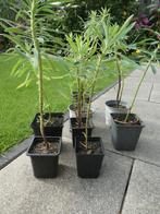 Wolfsmelk Euphorbia, prachtig lang bloeiend, vaste plant, Volle zon, Vaste plant, Zomer, Ophalen