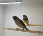Gouldamadines, Meerdere dieren