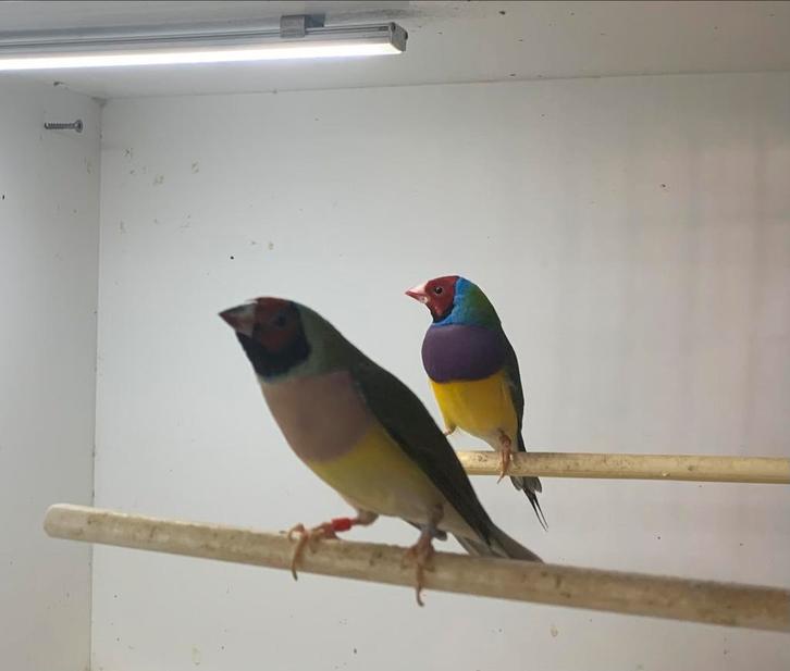 Gouldamadines, Dieren en Toebehoren, Vogels | Overige Vogels, Meerdere dieren
