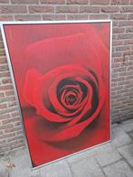 Grote Foto van Rode Roos met Zilveren Lijst, Ophalen, 125 cm of meer, Zo goed als nieuw, Foto of Poster