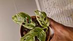Monstera frozen freckles 3, Ophalen of Verzenden, Halfschaduw, Minder dan 100 cm