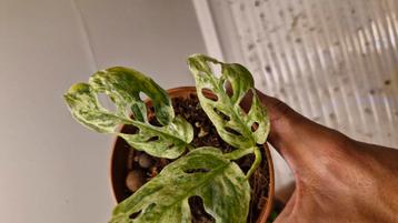 Monstera frozen freckles 3 beschikbaar voor biedingen