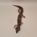 Black Night Eclipse poss Mack Snow, vrouwtje, Dieren en Toebehoren, Hagedis, 0 tot 2 jaar