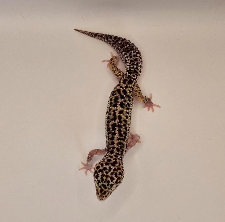 Black Night Eclipse poss Mack Snow, vrouwtje, Dieren en Toebehoren, Reptielen en Amfibieën, Hagedis, 0 tot 2 jaar